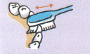 前歯も小刻みに動かします